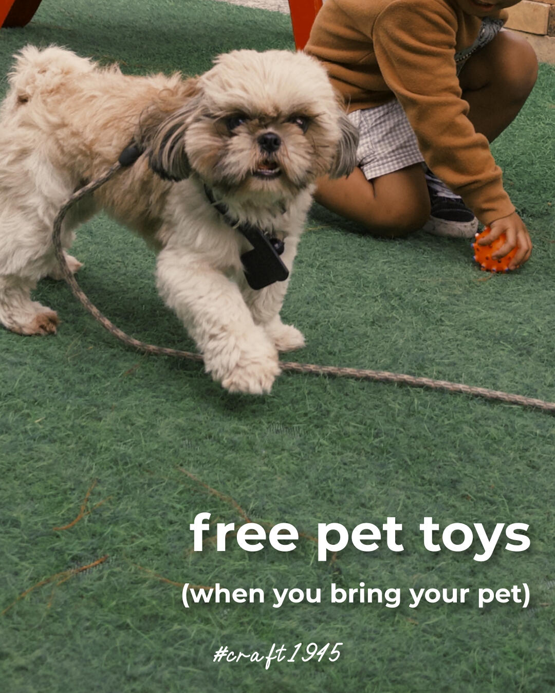 free pet toys free pet toys
